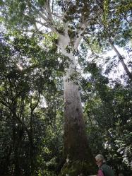 The Grand Kauri Tree
